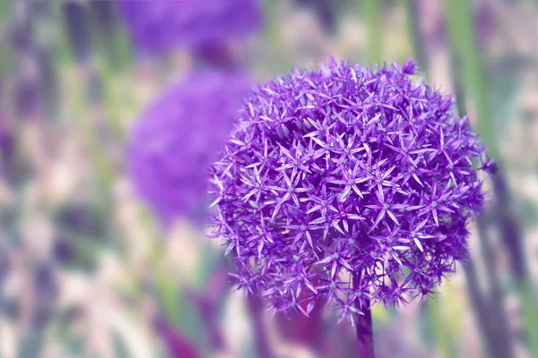 Background Made Toned Giant Allium Flower Bright Sunbeams — Stock Photo, Image