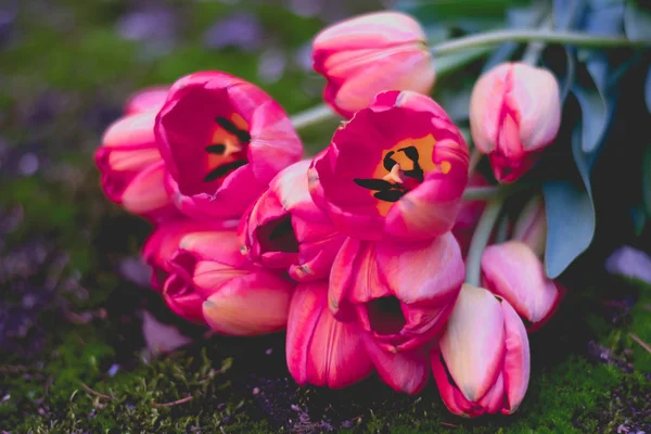 Букет Красных Тюльпанов Крупным Планом Зеленом Фоне Большие Цветковые Бутоны — стоковое фото