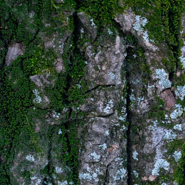 Tło Kory Drewna Zielonym Odcienia — Zdjęcie stockowe