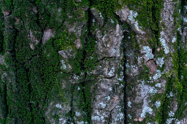 Φόντο Από Φλοιό Ξύλου Πράσινο Τόνο — Φωτογραφία Αρχείου