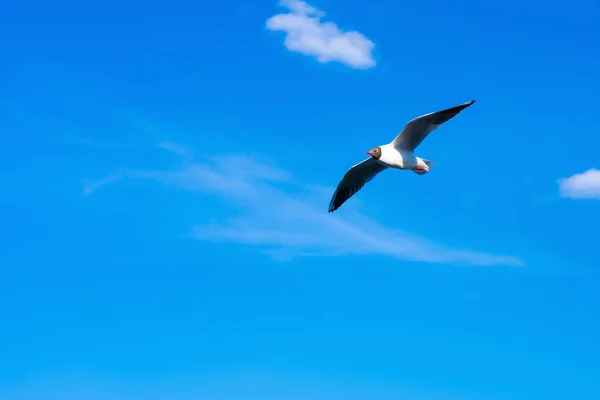 Creative layout with a copy space. Background made of bright blue sky, white clouds  and a flying seagull