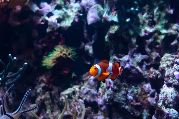 Peixe Palhaço Ocellaris Amphiprion Ocellaris Também Conhecido Como Peixe Palhaço — Fotografia de Stock