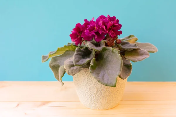 Bloeiende Helder Roze Afrikaanse Violet Bloem Houten Tafel Met Blauwe — Stockfoto