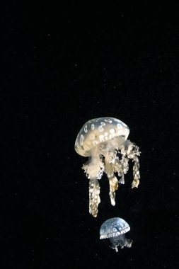 Avustralya lagünü jölesi (Mastigias papua) olarak da bilinen beyaz benekli denizanası suda yüzüyor