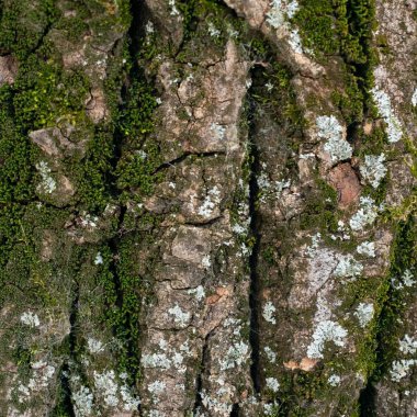 Yeşil tonda ahşap kabuğundan yapılmış arka plan