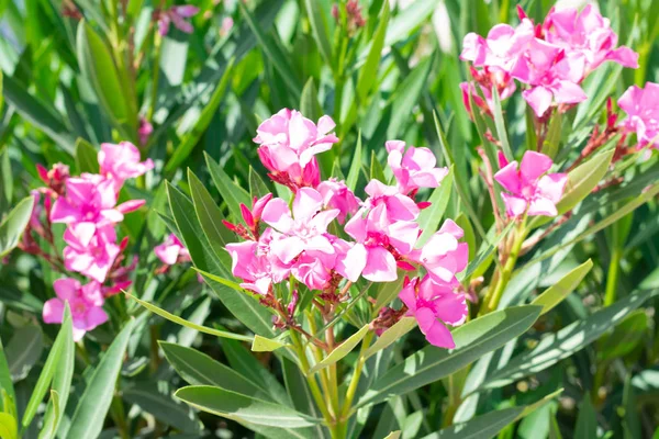 Yeşil yaprakları ile güzel çiçek açan parlak pembe oleander çiçekler. Üretken büyük Pembe Oleander çalı açık görkemli çalı yeşil yaprakları ile tezat kokulu pembe çiçekler yükler üretir.