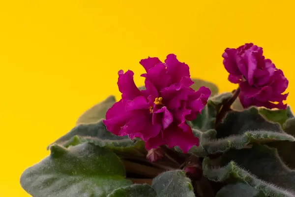 Flor Violeta Africana Rosa Brilhante Fundo Amarelo — Fotografia de Stock