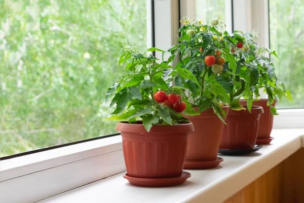 Kleine Bush Van Balkon Cherry Tomaten Bruine Potten Witte Vensterbank — Stockfoto