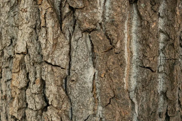 Achtergrond Gemaakt Van Schors Van Hout — Stockfoto