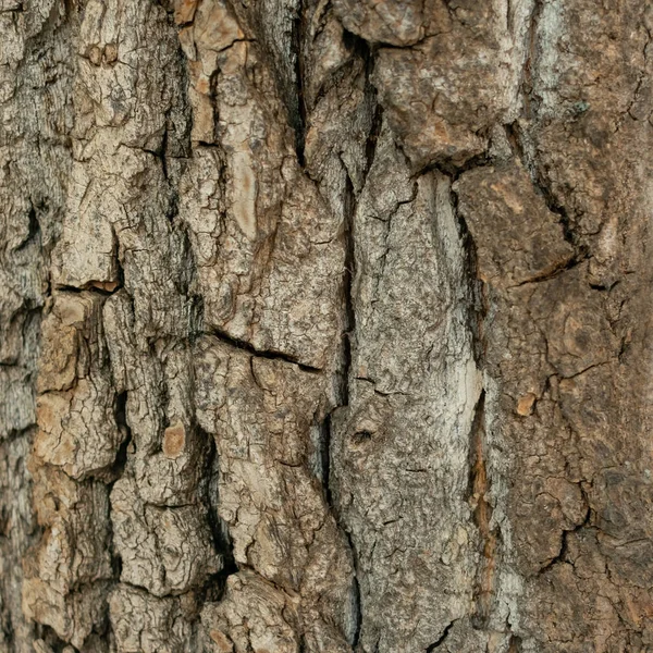 Tło Kory Drewnianego — Zdjęcie stockowe