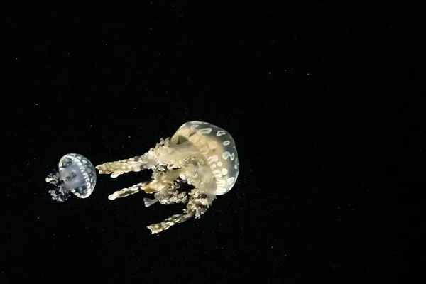 Белопятнистая Медуза Известная Медуза Австралийской Лагуны Mastigias Papua Плавает Воде — стоковое фото