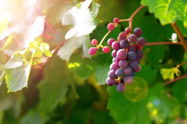 Yaz mevsiminde üzüm bağında parlak güneş ışığında çalılıklarda yetişen sulu üzüm kümesi. Kırmızı şarap üzümler bitki, yeni siyah şarap üzümü hasadı güneşli bir günde