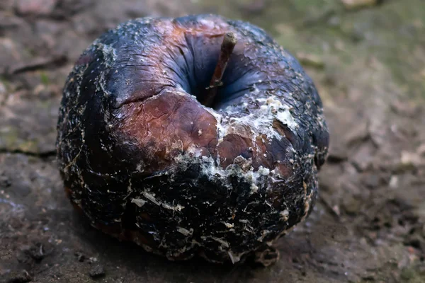 Seluruh Apel Hitam Busuk Dengan Jamur Dan Memar Tergeletak Tanah — Stok Foto