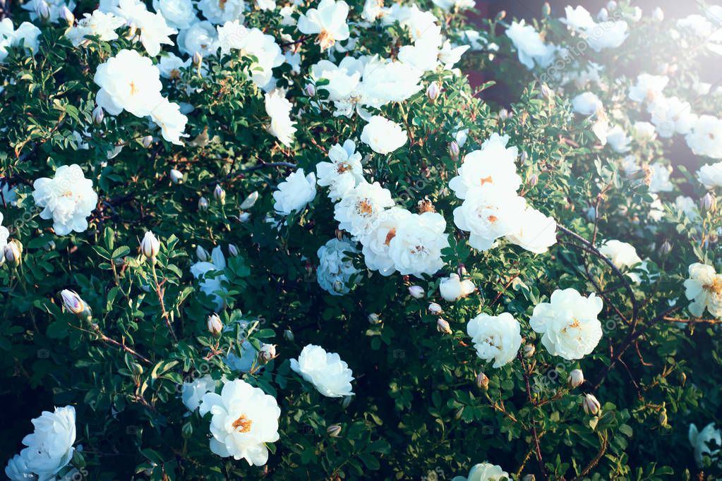 Wild rose, Rosa canina, dog rose white flowers bush with sunbeams