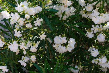 Yeşil yapraklı güzel beyaz zakkum çiçekleri. Üretken geniş çalılar yeşil yapraklarla zıt kokulu beyaz çiçekler üretir..