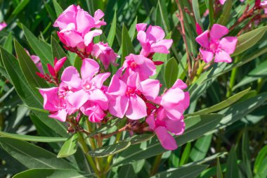 Yeşil yaprakları ile güzel çiçek açan parlak pembe oleander çiçekler. Üretken büyük Pembe Oleander çalı açık görkemli çalı yeşil yaprakları ile tezat kokulu pembe çiçekler yükler üretir.