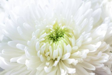 Background made of close up view on white sumptuous big chrysanthemum with light green core. Vertical format
