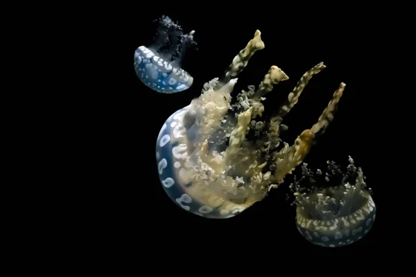 Jellyfish Znany Również Jako Australijski Laguny Galaretki Mastigias Papua Jest — Zdjęcie stockowe