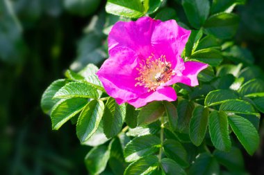 Köpeğin parlak pembe çiçekleri yaz mevsiminde güneş ışınları üzerinde yeşil yapraklar, sağlık ve şifa için şifalı otlar.