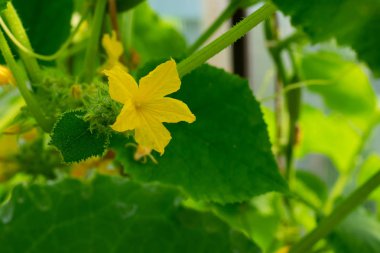 Serada yaprakları ve küçük sarı çiçekleri olan genç salatalıklar ve tomurcuklar yetişiyor. Sera yeşili sebzeler