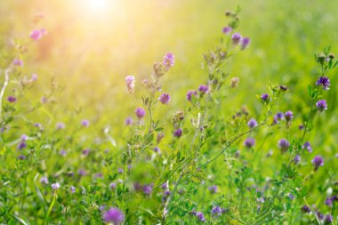 Çiçek açan mor çiçekler. Alfalfa ayrıca yazın Bokeh efektli parlak güneş ışığı üzerine Lucerne ve Medicago sativa alanı olarak da adlandırılır.