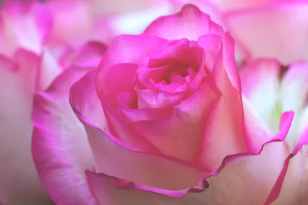 Fundo Feito Vista Perto Branco Suntuoso Rosa Grande Com Núcleo — Fotografia de Stock