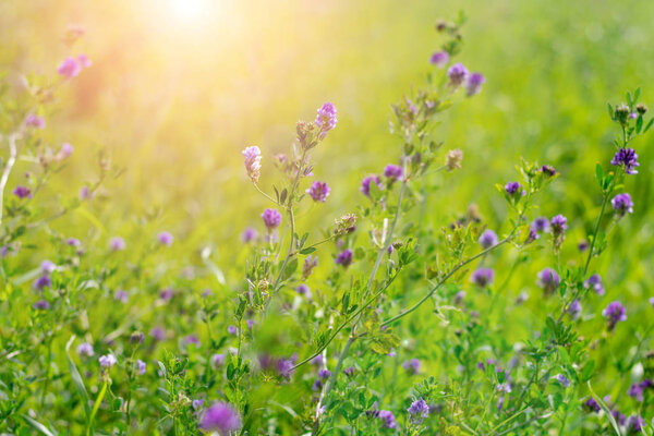 Blooming purple flowers. Alfalfa also called lucerne and Medicago sativa field in summertime on brighr sunlight with bokeh effect background