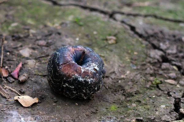 Seluruh Apel Hitam Busuk Dengan Jamur Dan Memar Tergeletak Tanah — Stok Foto