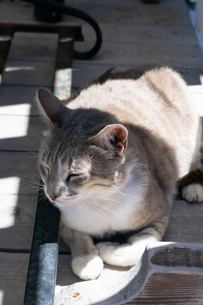Piękne Czerwone Owłosione Kot Odpoczywa Pod Stołem Zamkniętymi Oczami Kot — Zdjęcie stockowe