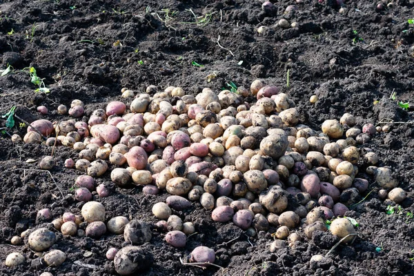 Много Свежевыкопанной Картошки Смахивает Землю Урожай Картофельных Овощей Большая Куча — стоковое фото