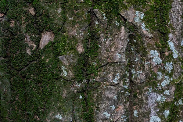 Achtergrond Gemaakt Van Schors Van Hout Groene Toon — Stockfoto