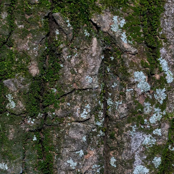 Fondo Hecho Corteza Madera Tono Verde —  Fotos de Stock