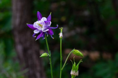 Aquilegia çiçeği, büyükannemin şapkası olarak da bilinir. Ormanın dışında, bokeh arka planda yetişiyor.