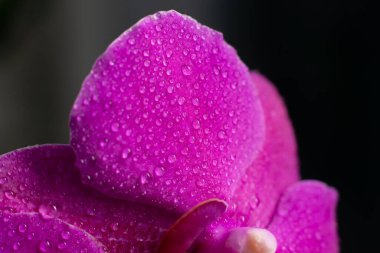 Güzel orkide çiçeklerinin yakın görüntüsü açık morumsu arka planda taç yaprakları. Çiçek açan falanopsis çiçekleri yaprakların üzerine damlıyor.