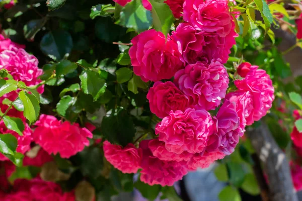 Ramo Rosa Brilhante Florescendo Enorme Rosa Com Folhas Luz Dia — Fotografia de Stock