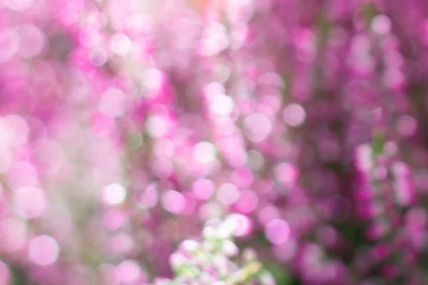 Bulanık botanik arka plan, pembe, yeşil, sarı ışıltılar ve bokeh etkisi. Bulanık, parlak su damlalarıyla uzayı kopyala, doğal arkaplan