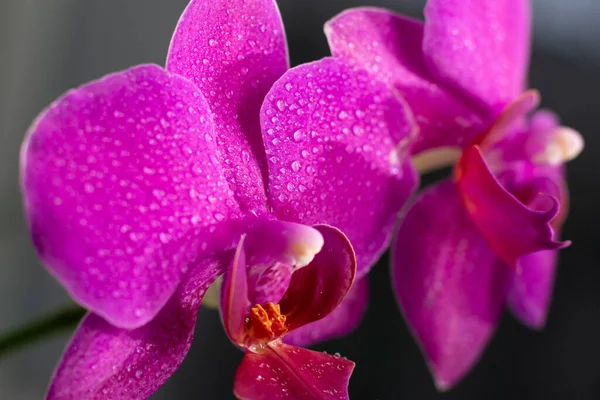 Vista Perto Belas Flores Orquídea Cor Magenta Brilhante Cultivo Orquídeas — Fotografia de Stock