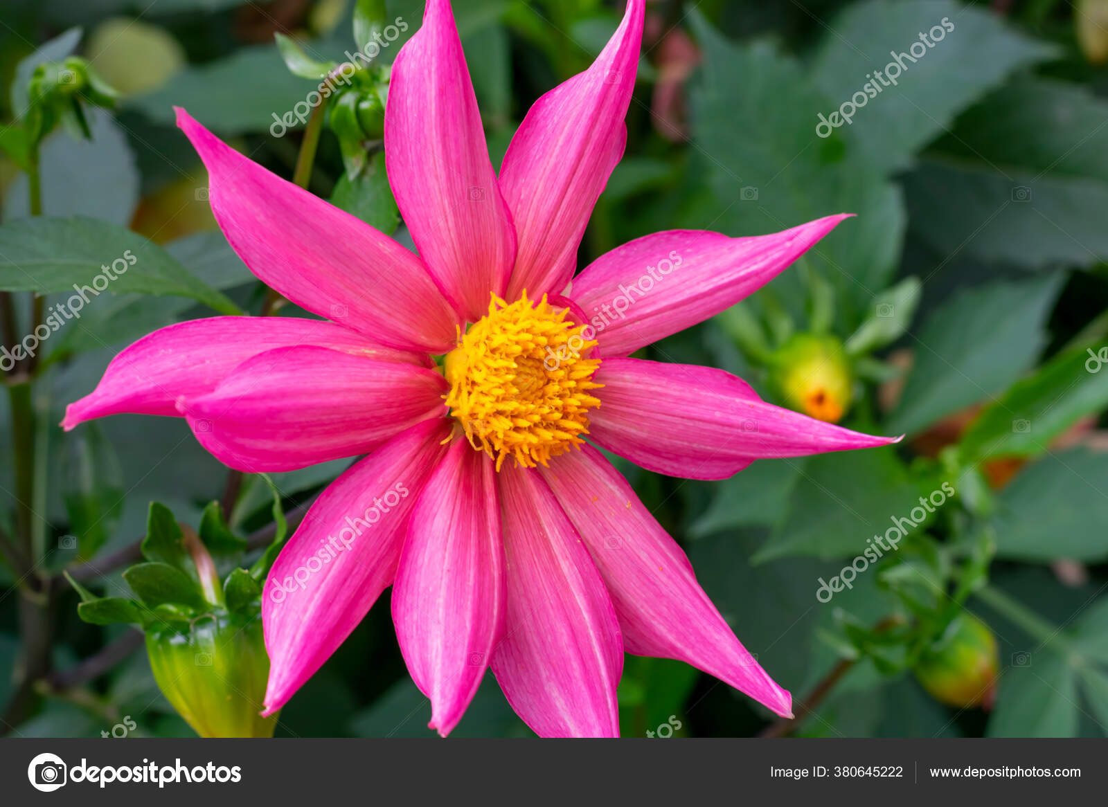 Vibrant Delicate Star Shaped Pink Dahlia Flower Yellow Core Summer