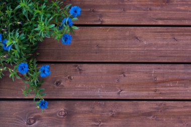 Background made of dark old-fashioned wood with small blue flowers and leaves. Unpainted blank background with horizontal stripes with copy space.