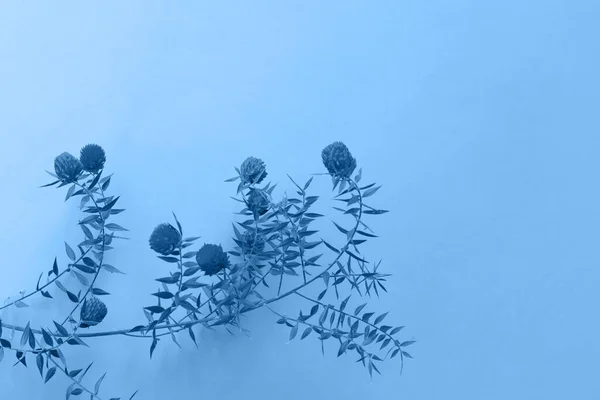 Botanikai Háttér Készült Gomphrena Virágok Másolás Tér Trendu Szín 2020 — Stock Fotó