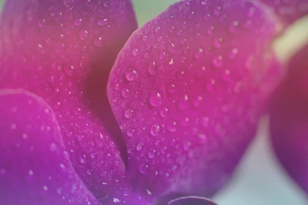 Fundo Tonificado Vista Close Belas Pétalas Flores Orquídeas Cor Púrpura — Fotografia de Stock