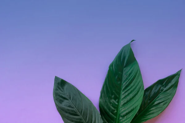 Ботанический Градиент Копировальным Пространством Крупные Зеленые Листья Бланшированном Фиолетовом Фоне — стоковое фото