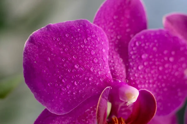 Vista Perto Belas Flores Orquídea Cor Magenta Brilhante Cultivo Orquídeas — Fotografia de Stock