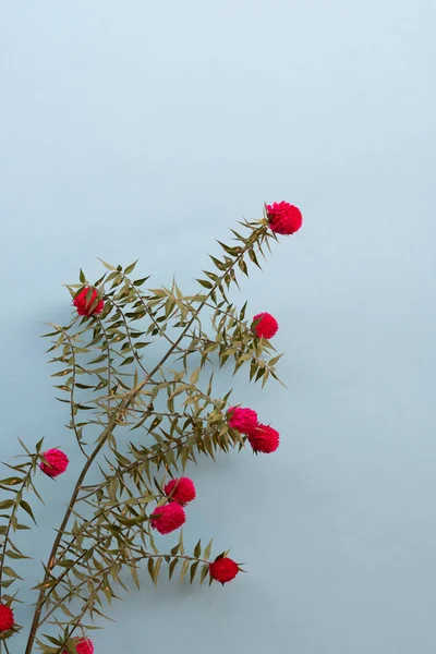 Botanical Background Made Gomphrena Flowers Copy Space Materials Designers — Stock Photo, Image