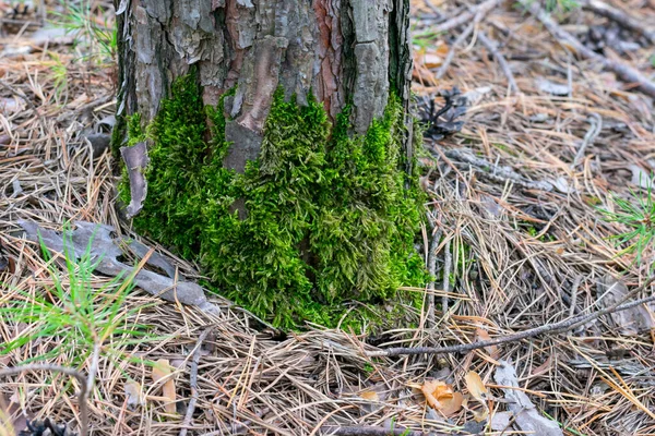 Groen Mos Groeit Houten Schors — Stockfoto