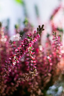 Çiçek açan Heather çiçeklerinden oluşan çiçek arka planında Callluna Vulgarus olarak bilinen bokeh etkisi var. Dikey biçim