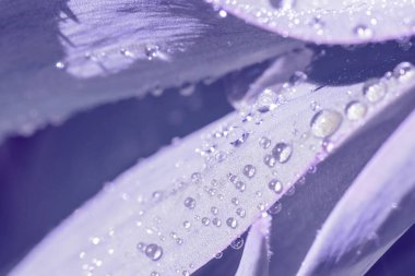 Soluk mor tonlarda botanik arka planda geniş yapraklar ve parlak su damlaları var. Yaz güneşi yağmurdan sonra ıslak yaprakların üzerinde parlıyor.