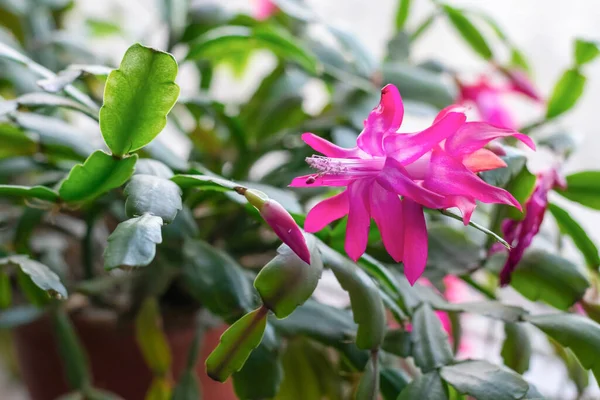 Cactuses Known Schlumbergera Blooming Succulents Home Offices Home Plant Windowsll — Stock Photo, Image