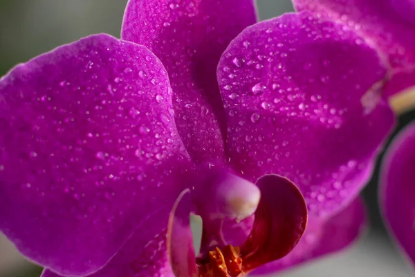 Vista Vicino Bellissimi Fiori Orchidea Colore Magenta Brillante Coltivazione Del — Foto Stock