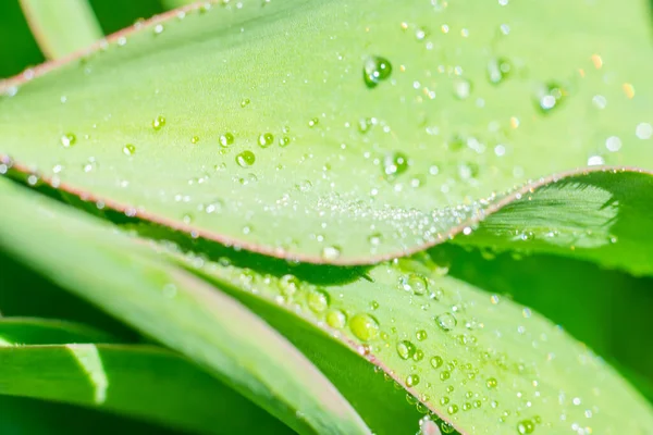 Horizontal Format Blurred Photography Tiny Waterdrops Bright Sunlight Bokeh Effect — Stock Photo, Image